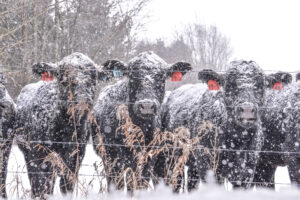 Snow Blankets Area